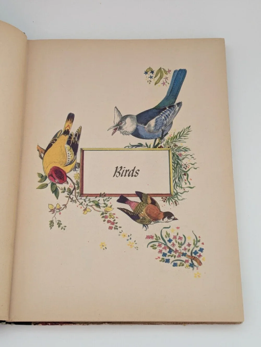 *Vintage* A Picture Book of Nature illustrated by Samuel Nisenson, 1943